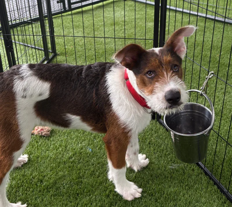 A baby small-sized male Tri color Australian Cattle Dog / Blue Heeler dog named Bandit for adoption
