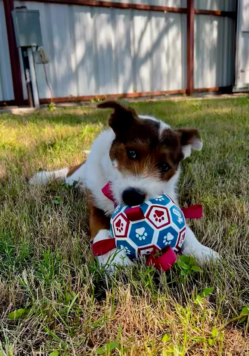 Bandit