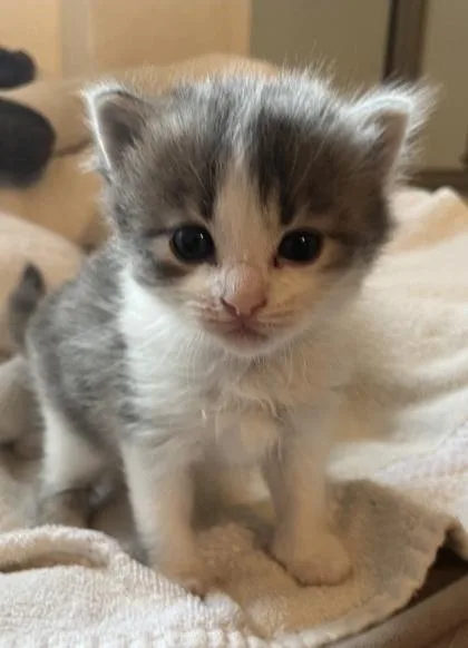 A baby small-sized female Gray & White Domestic Short Hair cat named Deborah for adoption in Bishop, GA