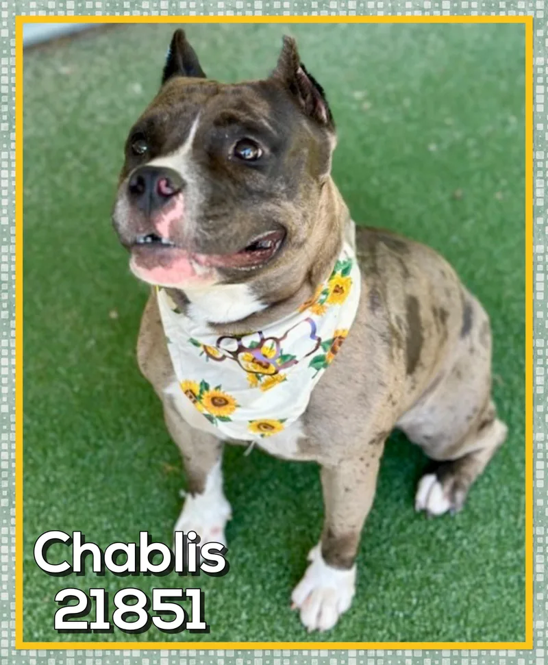 Chablis thumbnail 2