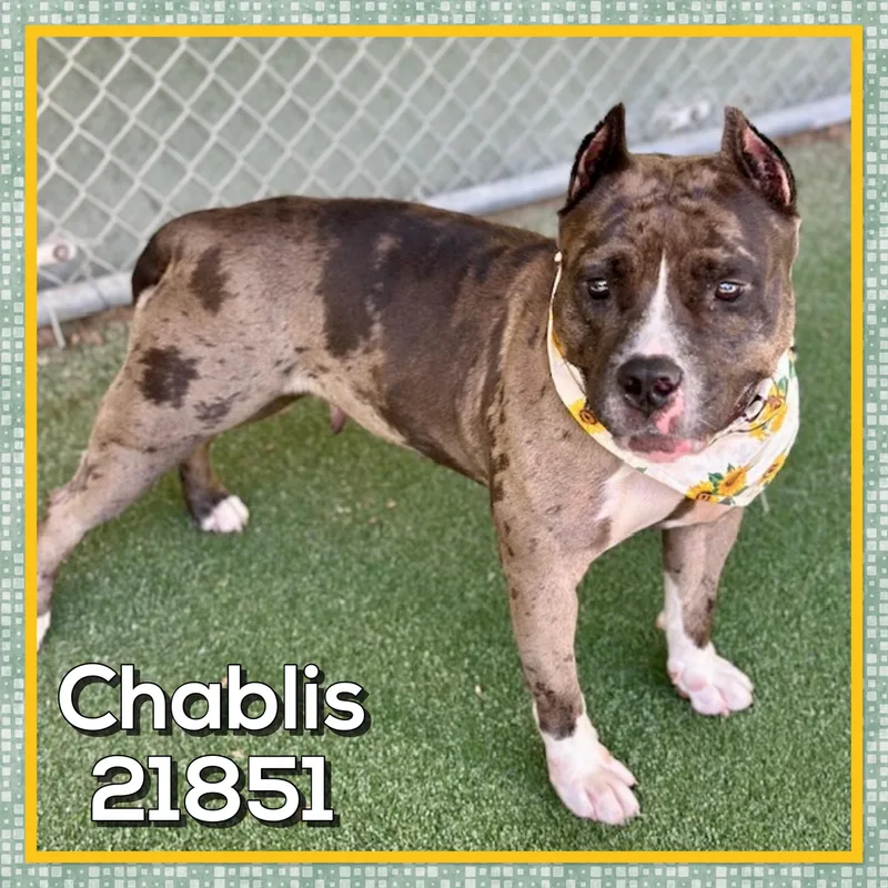 Chablis thumbnail 3