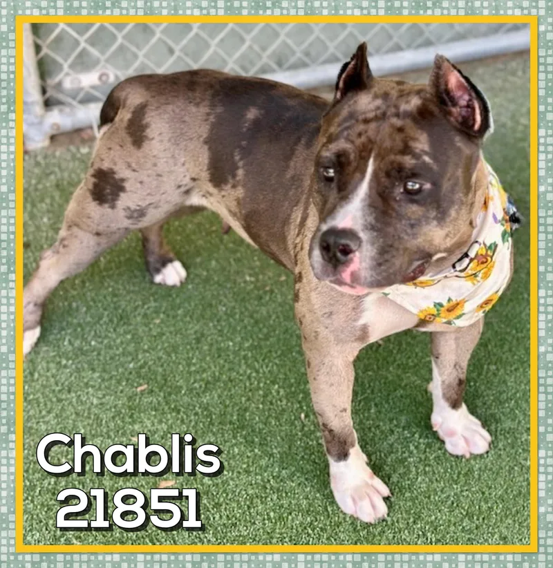 Chablis thumbnail 4