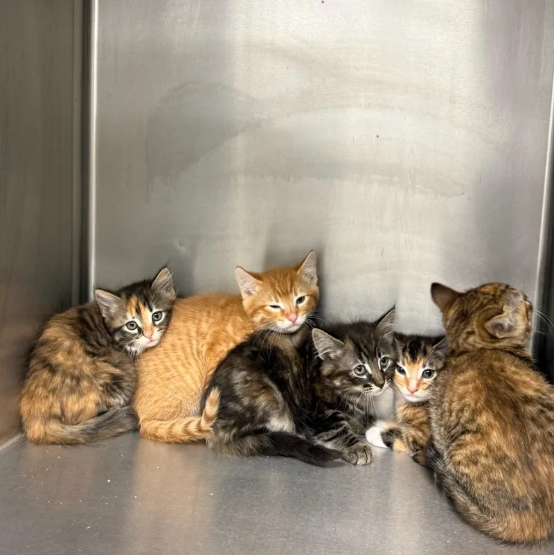 A baby small-sized female Tabby (Orange / Red) Domestic Medium Hair cat named Rainbow Dash for adoption in Kent, WA