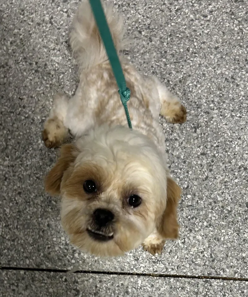 A baby small-sized male Apricot / Beige Shih Tzu dog named Teddy for adoption in Antwerp, OH