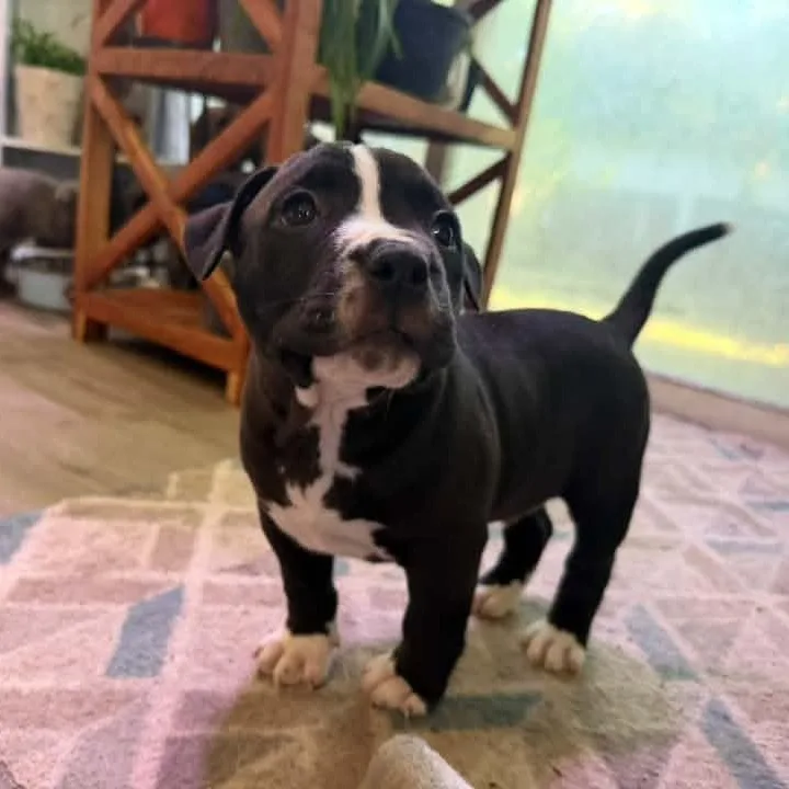 A baby medium-sized male Terrier dog named Skunk for adoption in Penfield, NY