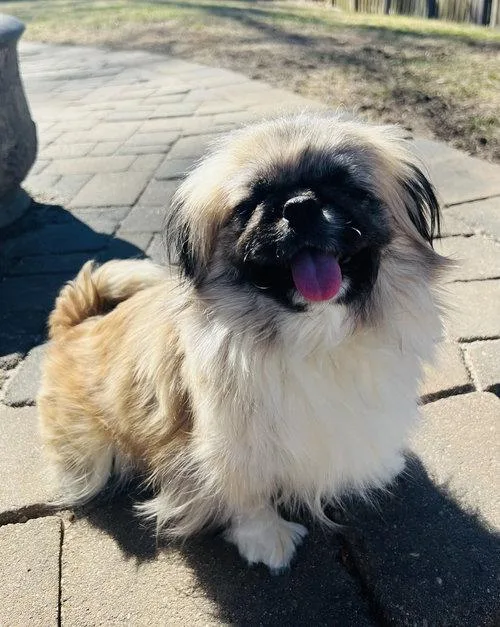 An adult small-sized female Pekingese dog named Summer for adoption in Council Bluffs, IA