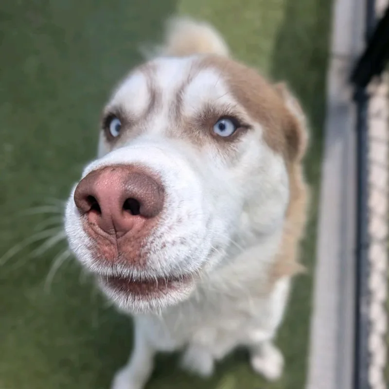 An adult medium-sized male Yellow / Tan / Blond / Fawn Husky dog named Mufasa for adoption in Greensboro, NC