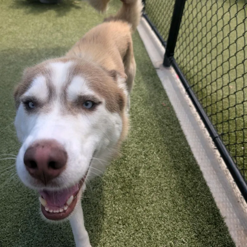 Mufasa thumbnail 5