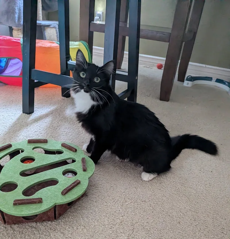 A baby medium-sized female Black & White / Tuxedo Domestic Short Hair cat named Isadora for adoption in Queen Creek, AZ