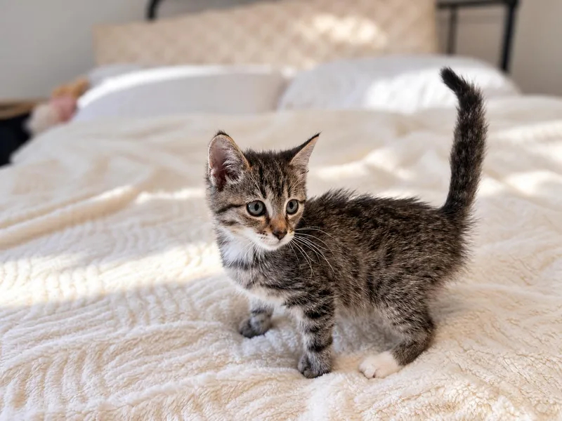 A baby medium-sized female Tabby (Gray / Blue / Silver) Domestic Short Hair cat named Socks C for adoption in Fresno, CA