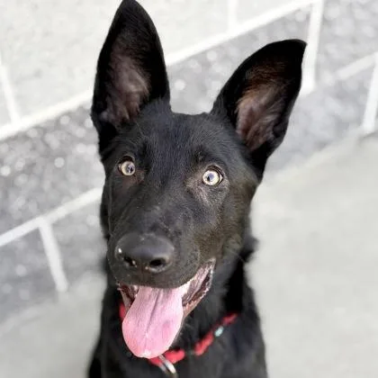 A baby large-sized male Black German Shepherd Dog dog named Panther for adoption in Sacramento, CA