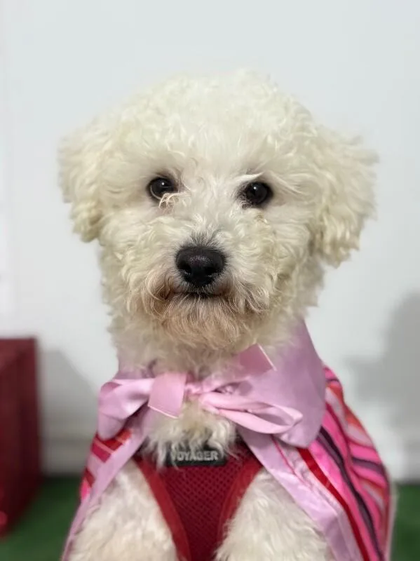 A baby small-sized male Havanese dog named Louie for adoption in Carlsbad, CA