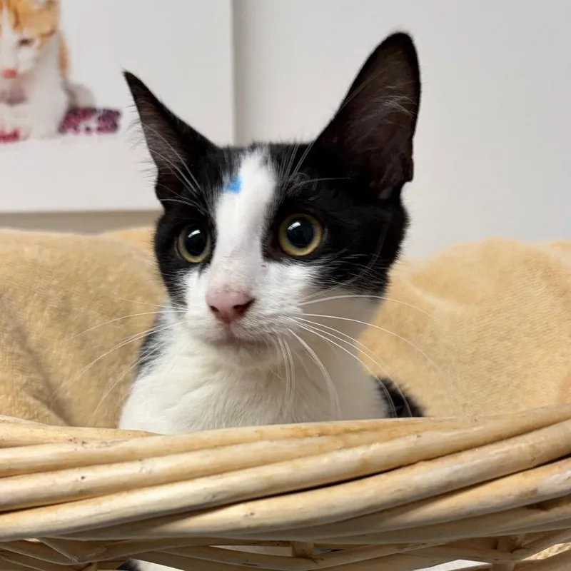 A baby small-sized male Black Domestic Short Hair cat named Archer for adoption in Henderson, NV