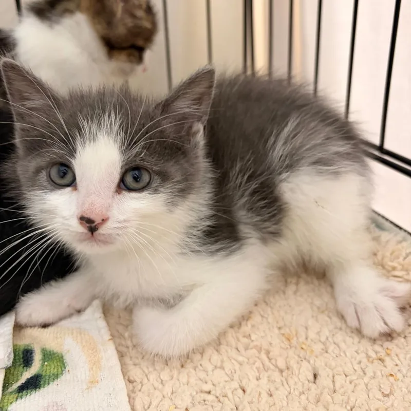 A baby small-sized male Gray / Blue / Silver Domestic Short Hair cat named Paul Junior for adoption in Lynchburg, VA