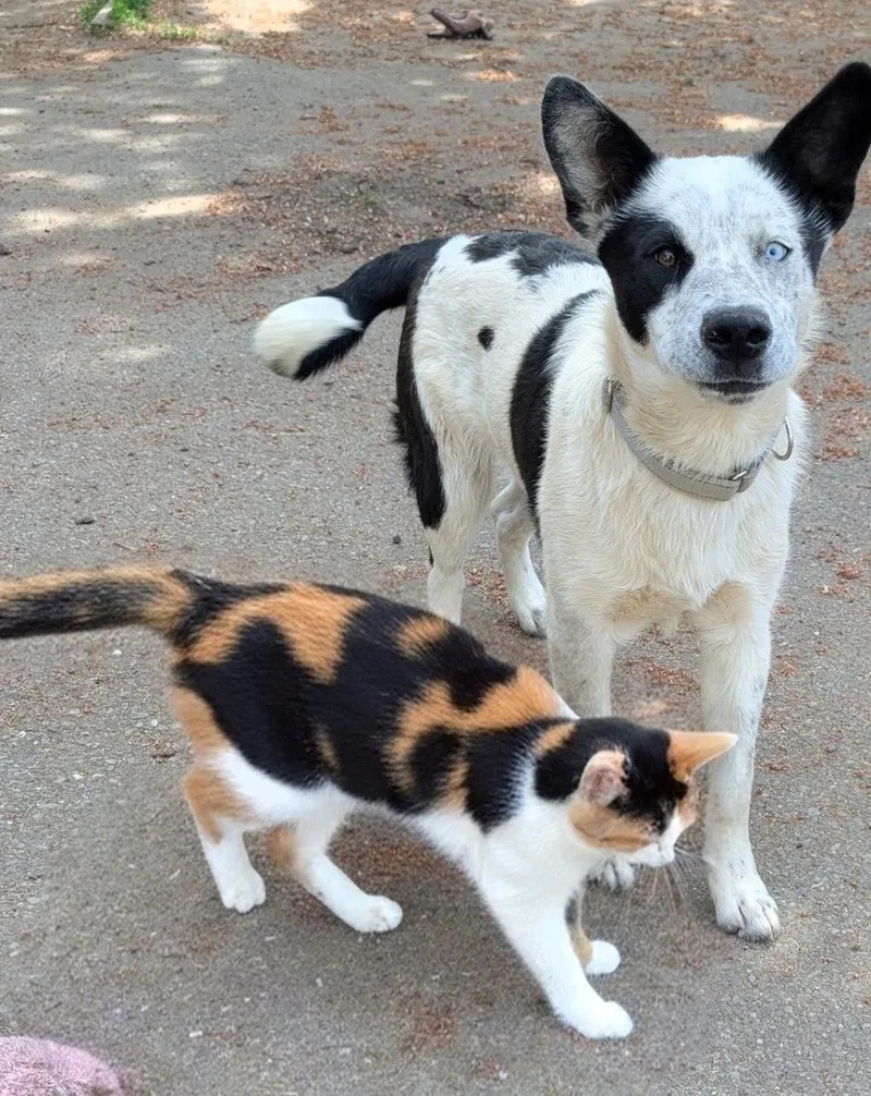 Spot