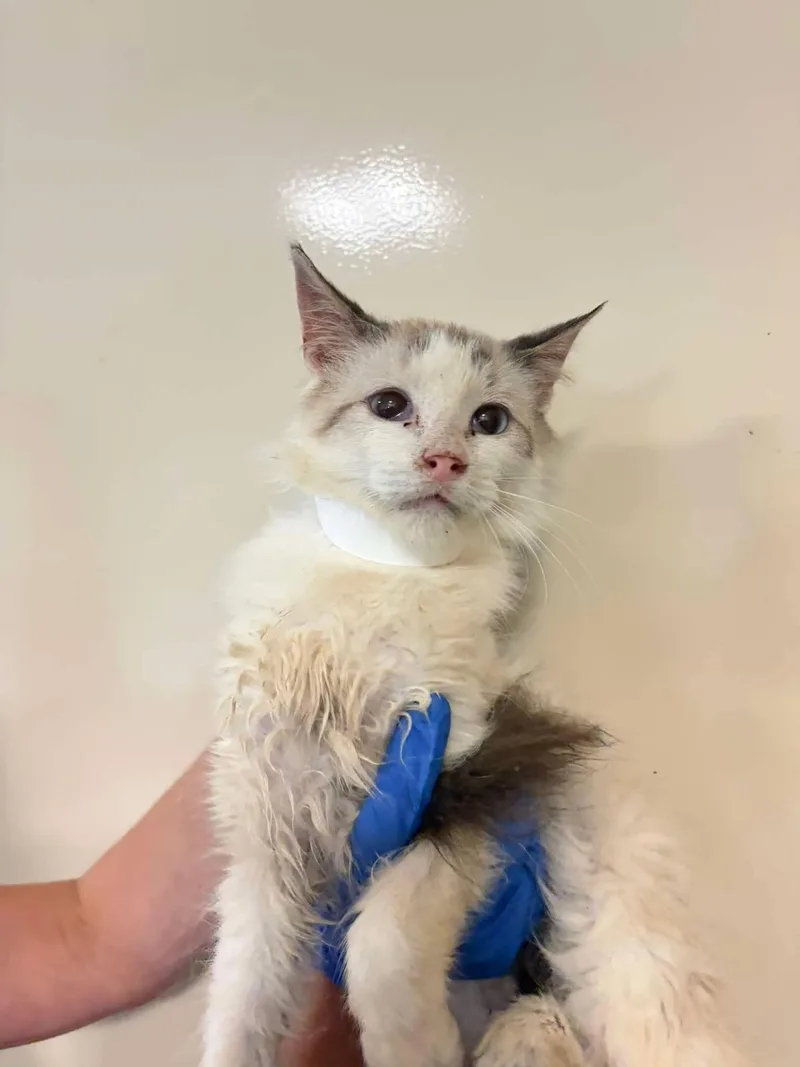 A young medium-sized male Buff / Tan / Fawn Domestic Medium Hair cat named Jim for adoption in Rockwall, TX