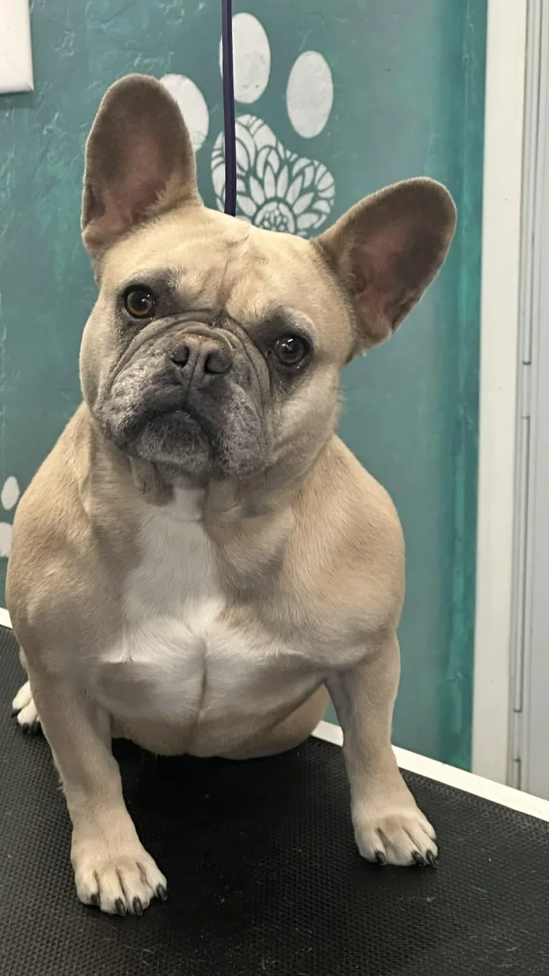 An adult small-sized female Apricot / Beige French Bulldog dog named Pippa for adoption in Salina, UT
