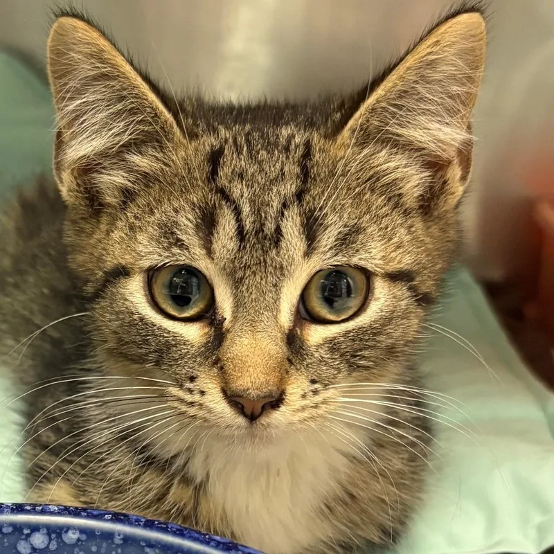 A baby small-sized male Brown / Chocolate Domestic Short Hair cat named Stephan for adoption in East Hanover, NJ