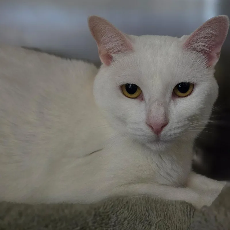 A young medium-sized female Domestic Short Hair cat named Viola for adoption in Warwick, RI
