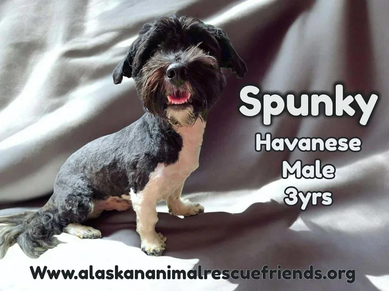 An adult small-sized male Havanese dog named Spunky for adoption in Anchorage, AK