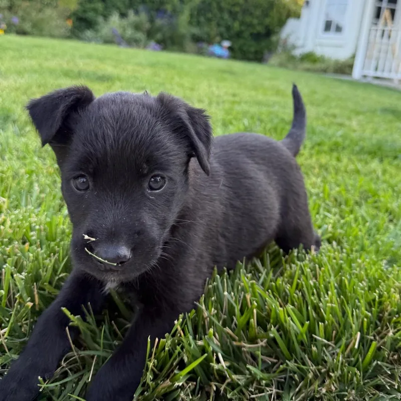 A baby small-sized female Black Retriever dog named Miranda for adoption in North Hollywood, CA