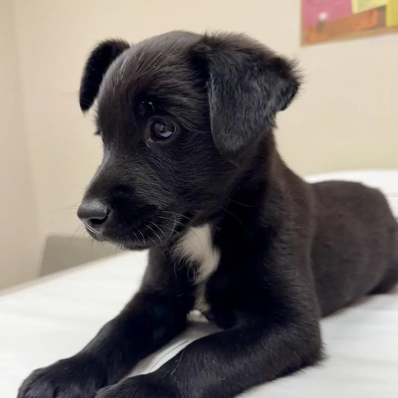 Miranda thumbnail 6