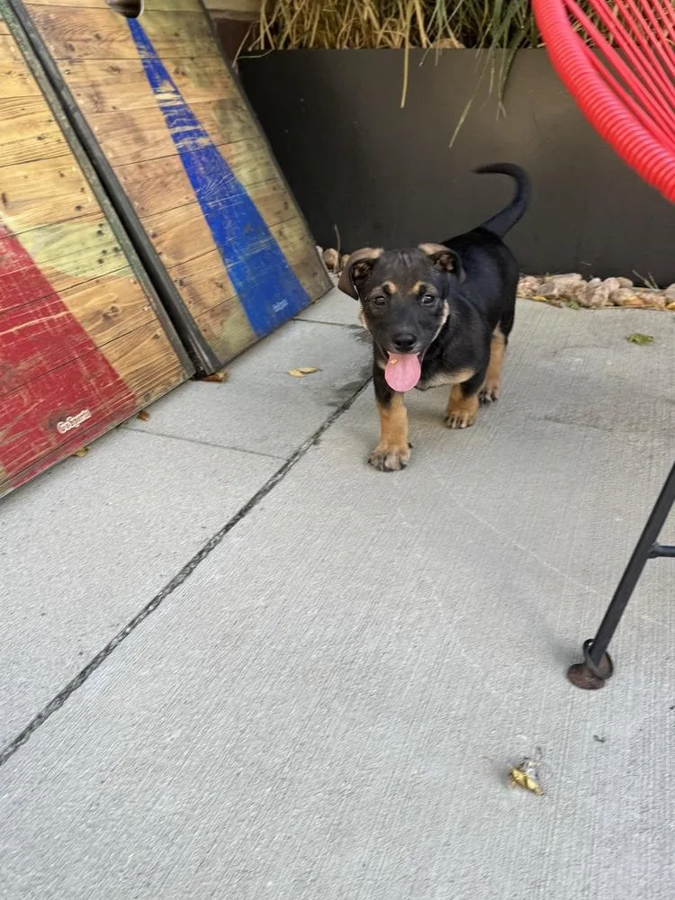 A baby medium-sized male Shepherd dog named Hero for adoption in Thornton, CO