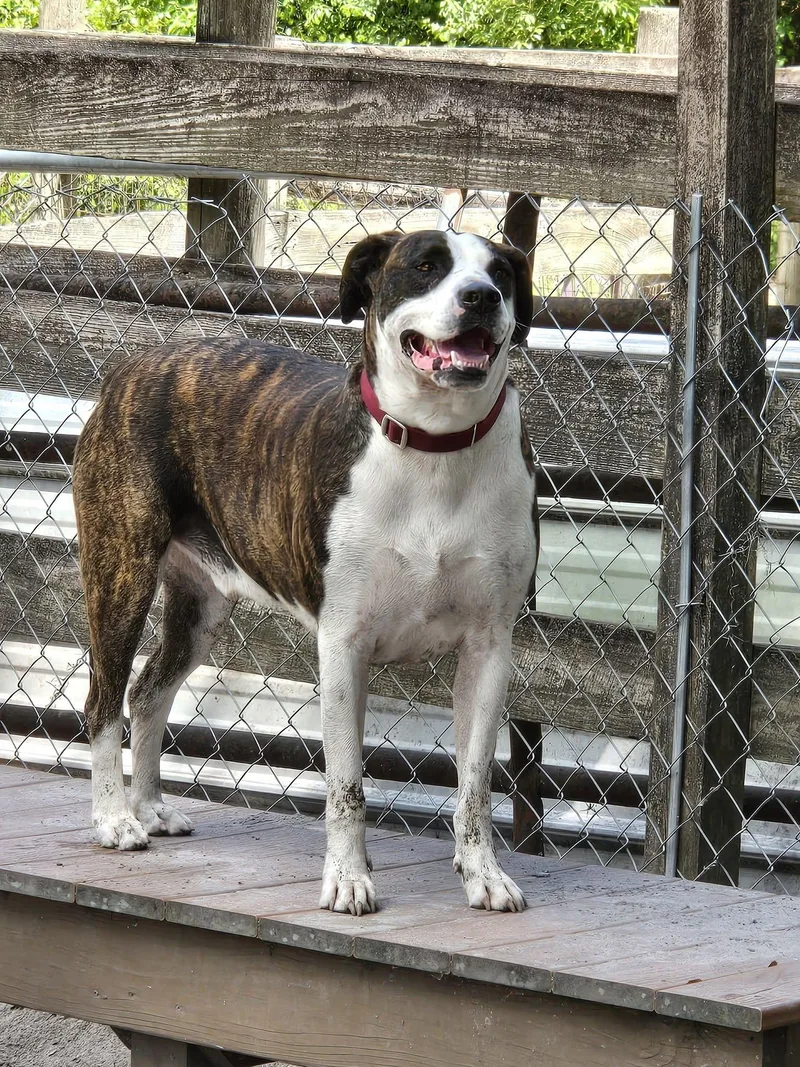 An adult medium-sized male Brindle Hound dog named Zeke Trained & Sponsored for adoption in Umatilla, FL