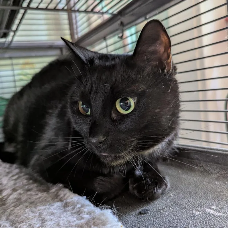 An adult large-sized male Black Domestic Short Hair cat named Boo Radley for adoption in Ocala, FL