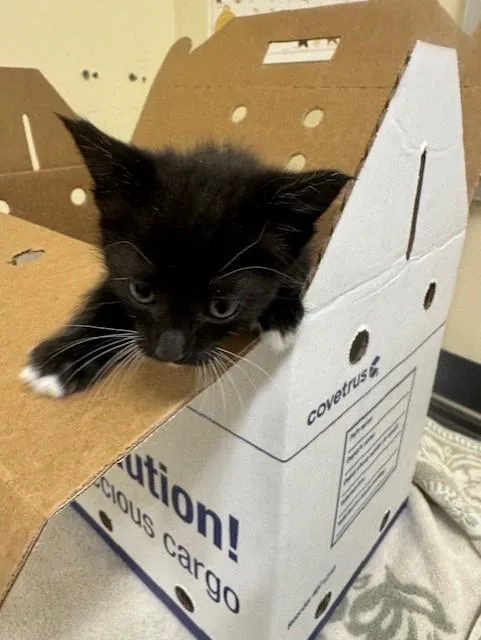 A baby small-sized male Domestic Short Hair cat named A for adoption in Fremont, CA