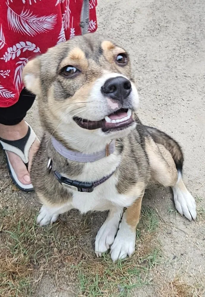 A baby large-sized female Husky dog named Layla for adoption in Youngsville, NC