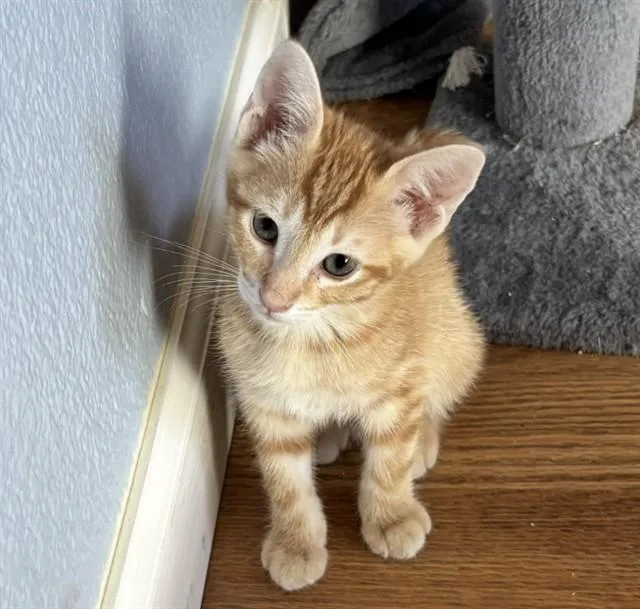 A baby small-sized male Domestic Short Hair cat named Cessna for adoption in Tucson, AZ