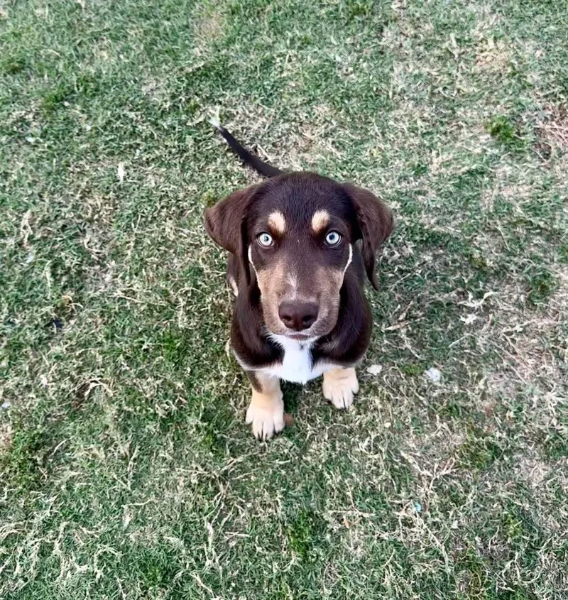 A baby extra large-sized male Labrador Retriever dog named Archie for adoption in Shawnee, OK