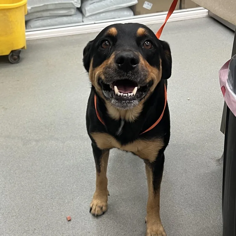 An adult medium-sized male Black Rottweiler dog named Zeus for adoption in Westminster, CA