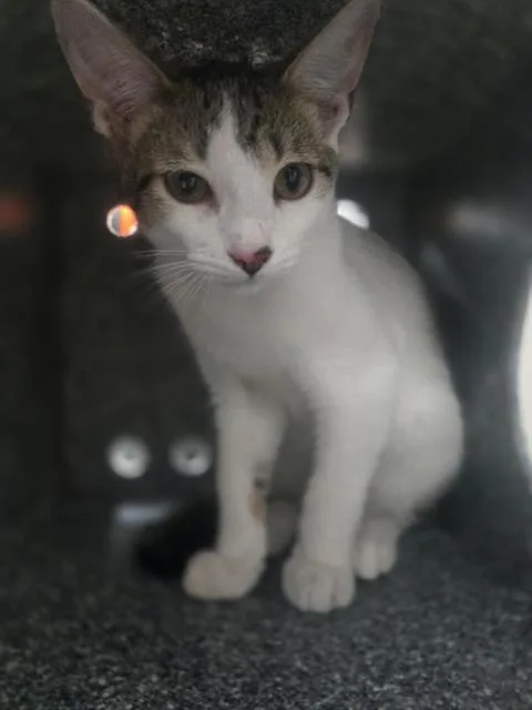 A baby medium-sized male Domestic Short Hair cat named Snickers for adoption in Dallas, TX