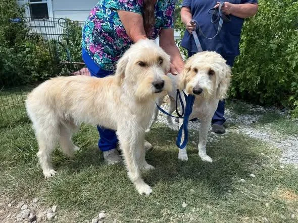 An adult extra large-sized male Goldendoodle dog named Cooper and Sophia for adoption in Tulsa, OK