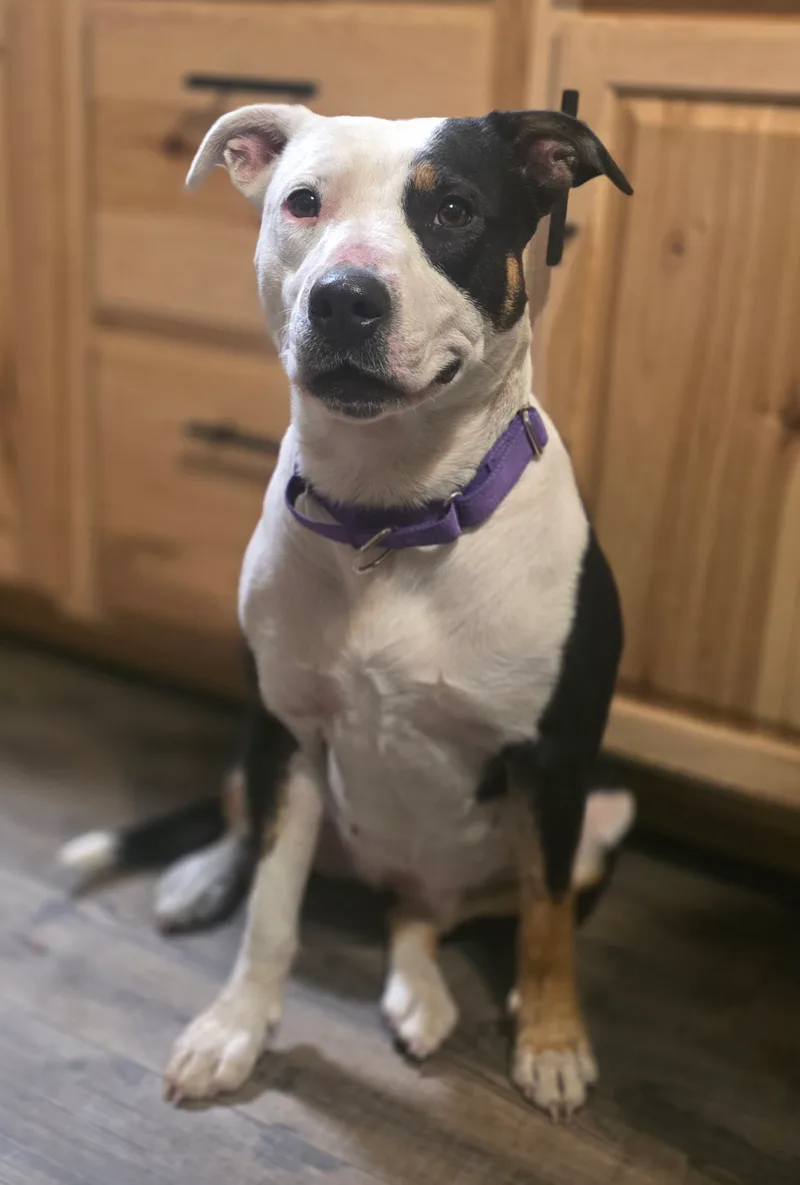 A young medium-sized female black Pit Bull Terrier dog named Patience for adoption