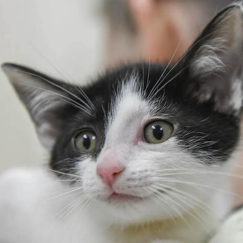 A baby small-sized female Black Domestic Short Hair cat named Verna for adoption in Redwood City, CA
