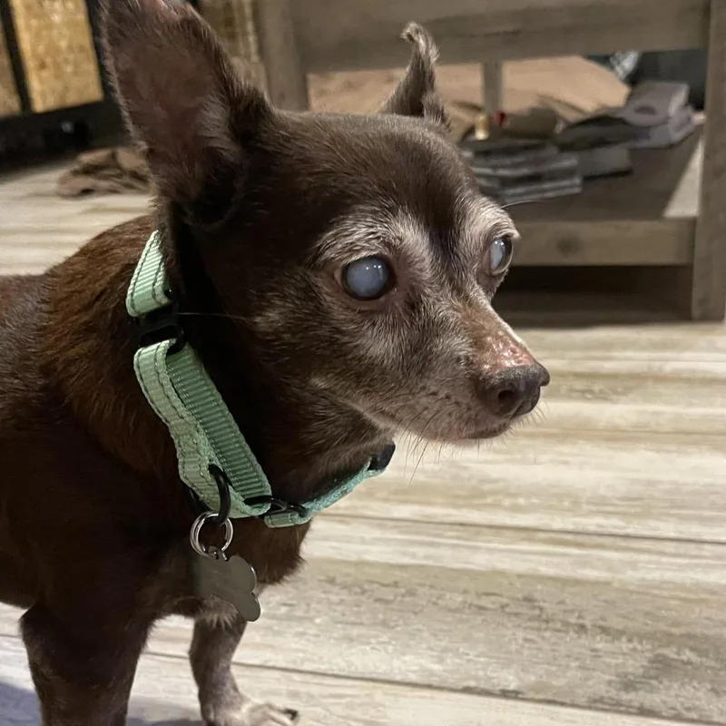 Wolfgang Pup thumbnail 2