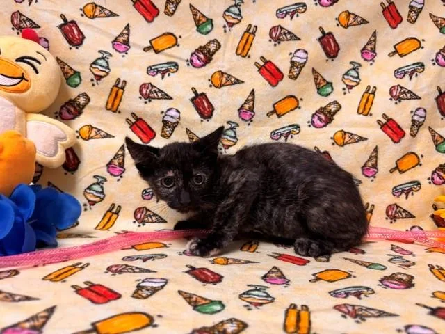 A baby small-sized female Domestic Short Hair cat named Ember for adoption in Fairfield, CA