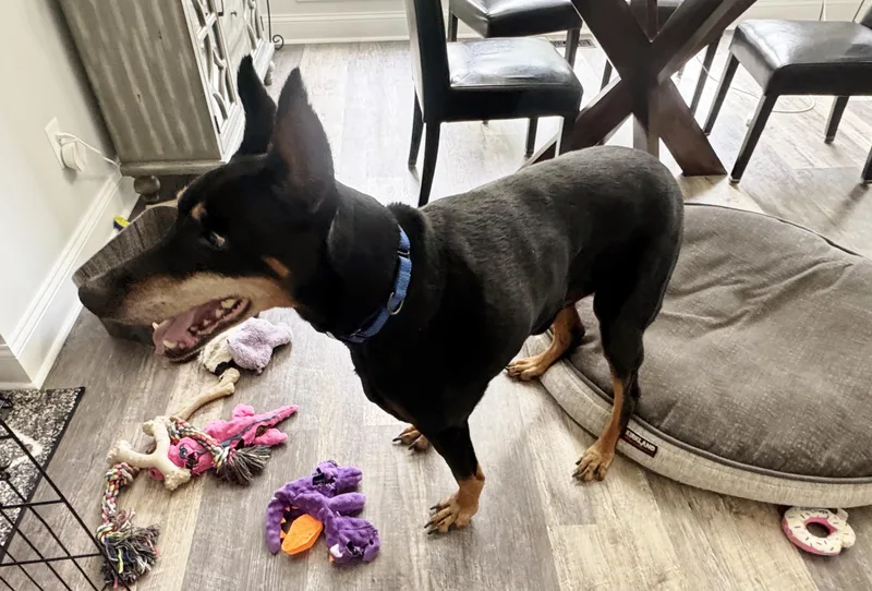 A senior large-sized male Black Doberman Pinscher dog named Cody for adoption in Silver Spring, MD