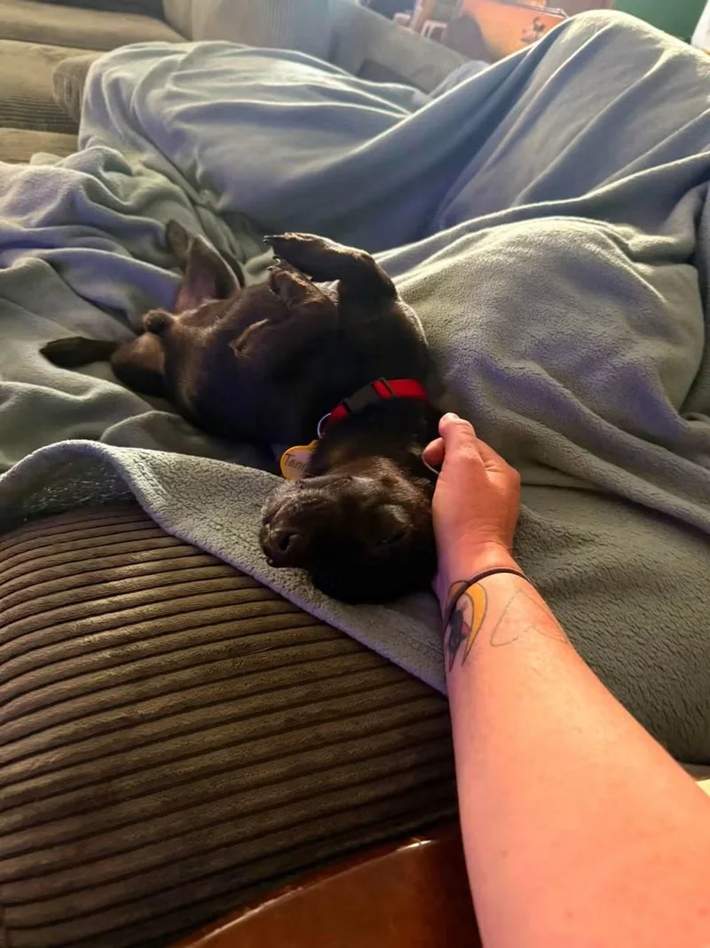 Taquito