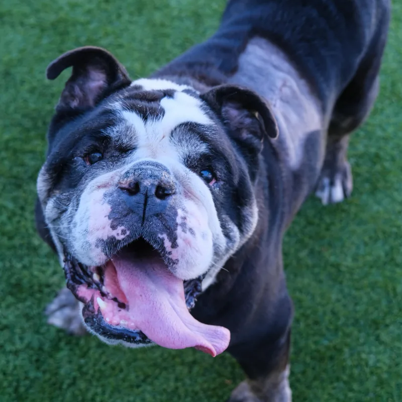 An adult large-sized male Bulldog dog named Meatball for adoption in Newport Beach, CA
