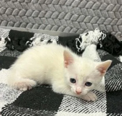 A baby small-sized female Domestic Short Hair cat named Hannah for adoption in Lampasas, TX