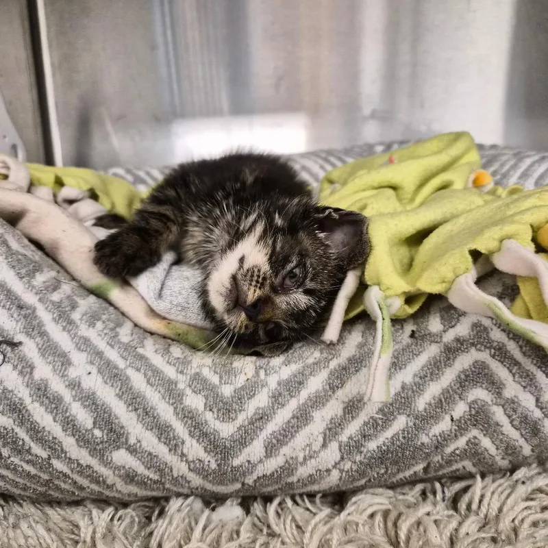 A baby small-sized male Gray / Blue / Silver Domestic Short Hair cat named Reptar for adoption in West Palm Beach, FL
