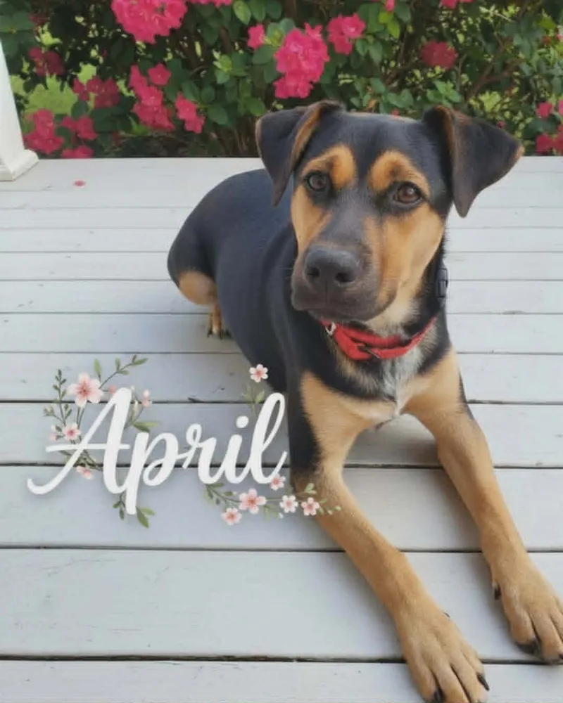 April thumbnail 3