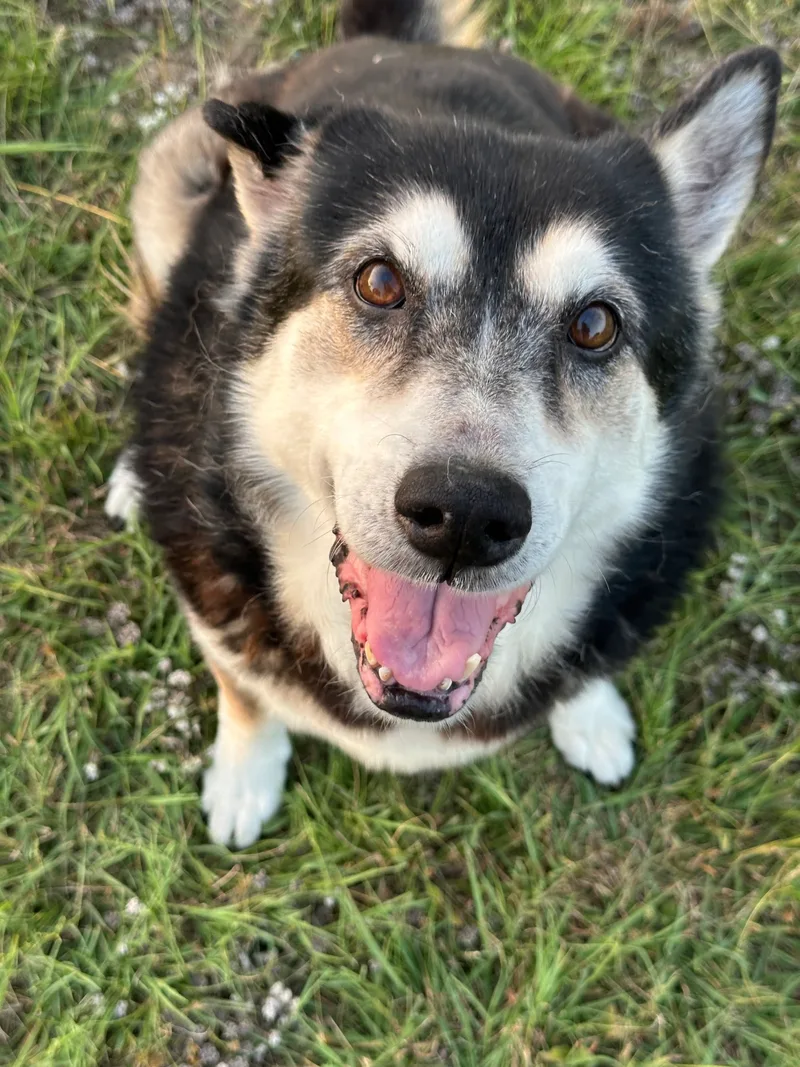 A senior large-sized female Black/White Mixed Breed dog named Baby for adoption in Lorena, TX