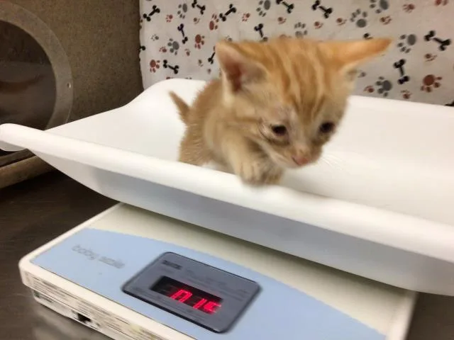 A baby small-sized male Domestic Short Hair cat named Johnson for adoption in Riverside, CA