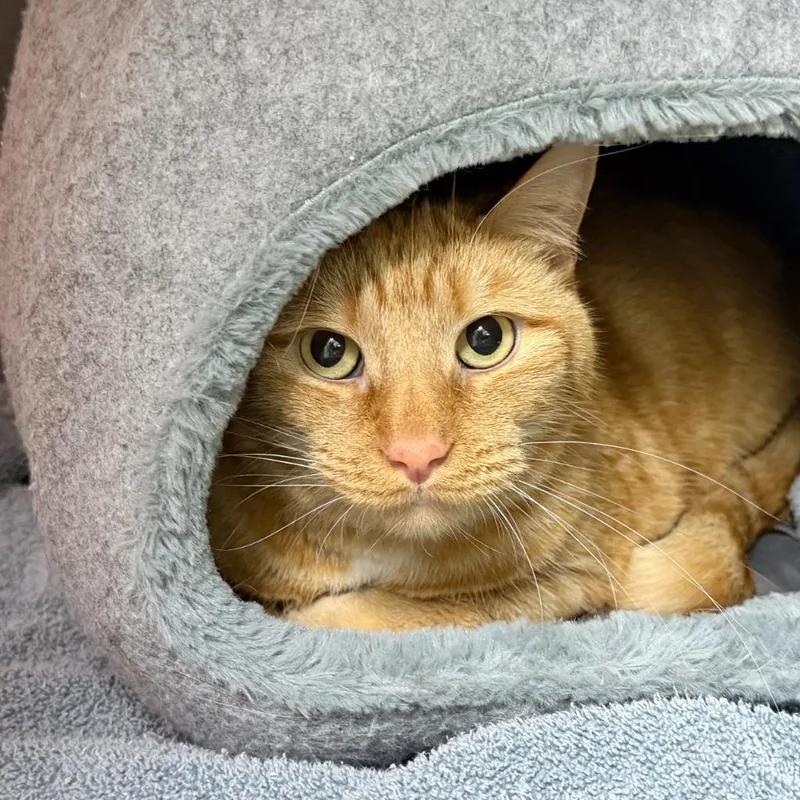 An adult small-sized male Domestic Short Hair cat named Sycamore for adoption in State College, PA