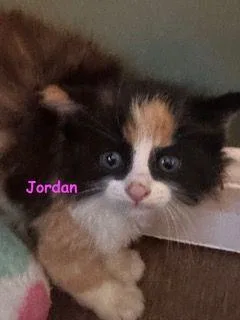 A baby medium-sized female Tortoiseshell Domestic Short Hair cat named Jordan for adoption in Carneys Point, NJ